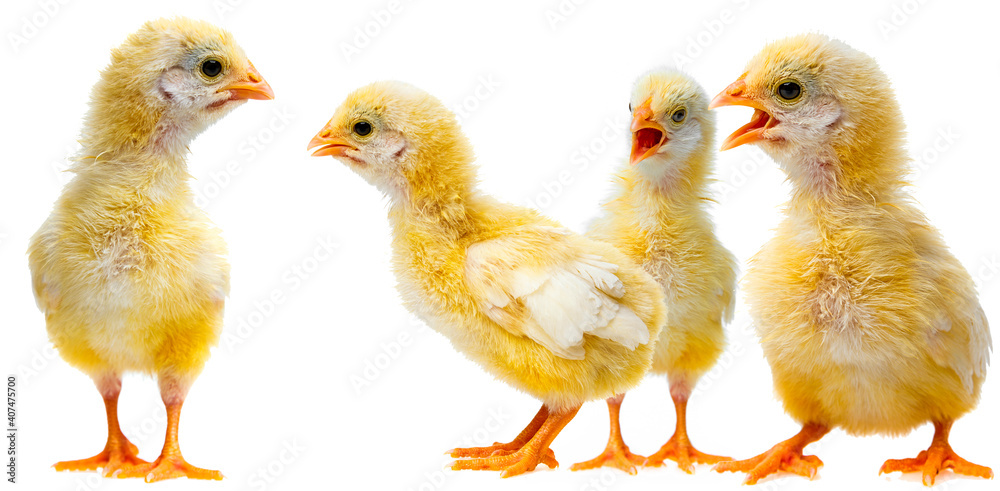 a chicken isolated on a white background a chicken isolated on a white background