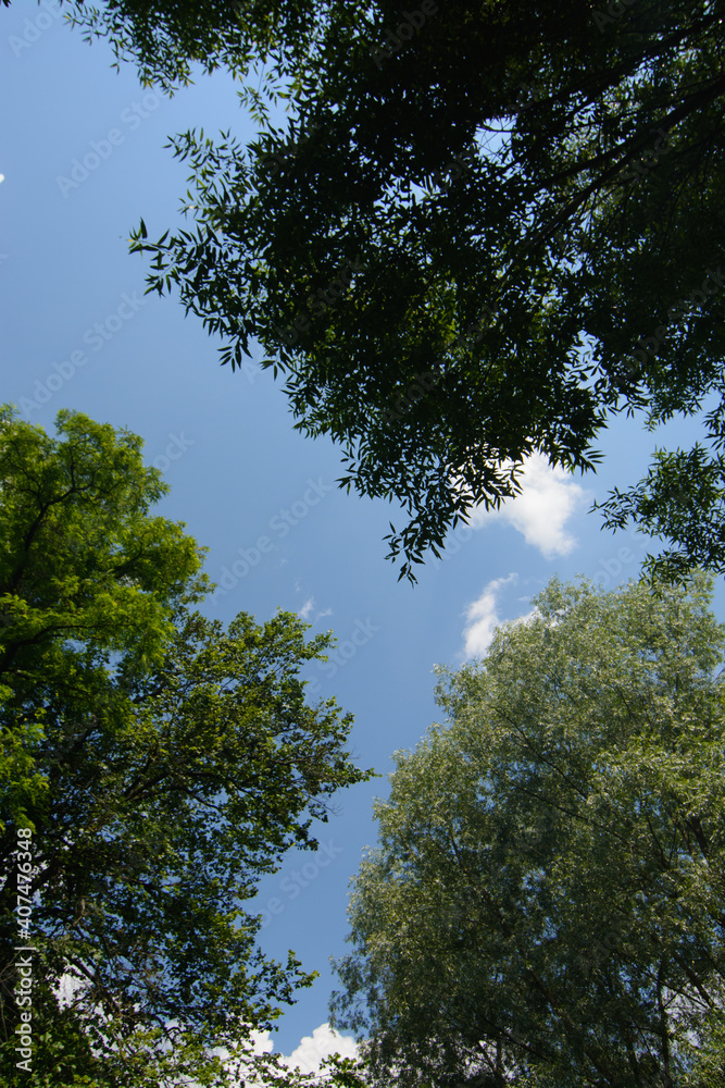 trees and sky trees and sky