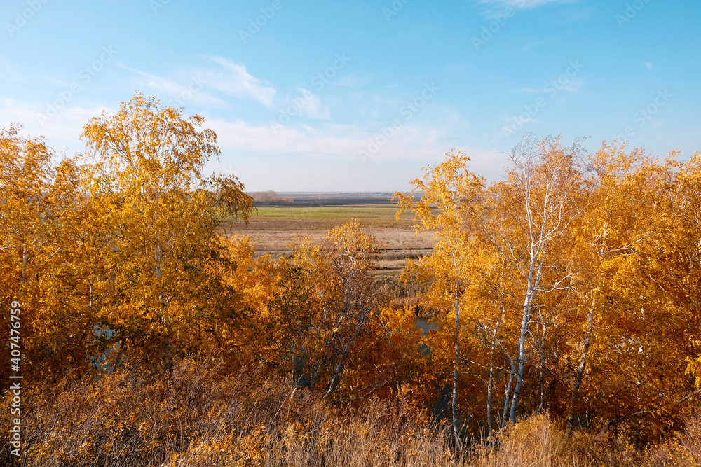 The trees are yellow against the blue sky. The landscape is beautiful, the concept of nature in autumn