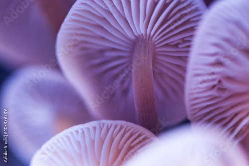 Abstract blurred background with pastel purple colored wild magic mushrooms caps and gill macro, light and shadow contrast, artistic