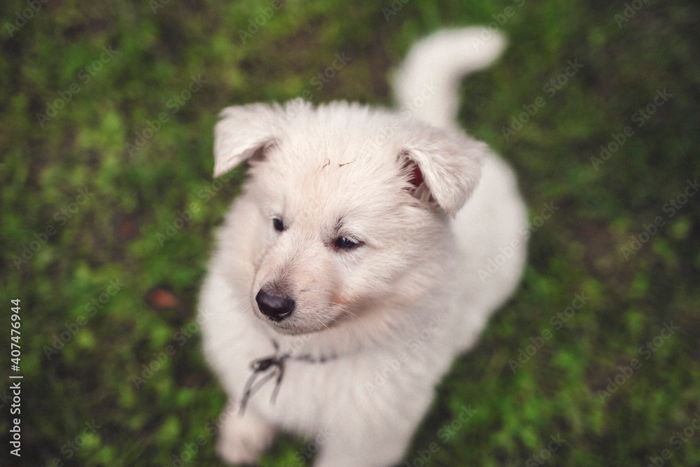 Portrait of a Swiss shepherd in the garden. Young white Puppy exploring the nature. Small dog walking and standing around Portrait of a Swiss shepherd in the garden. Young white Puppy exploring the nature. Small dog walking and standing around