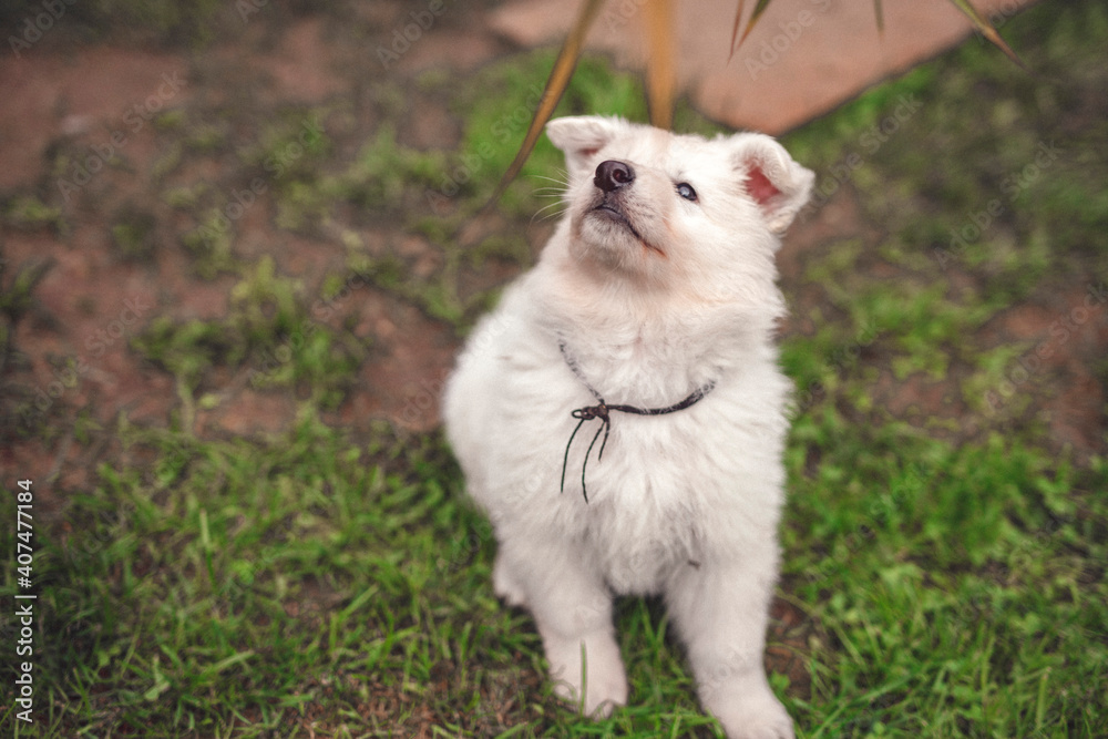 Portrait of a Swiss shepherd in the garden. Young white Puppy exploring the nature. Small dog walking and standing around Portrait of a Swiss shepherd in the garden. Young white Puppy exploring the nature. Small dog walking and standing around