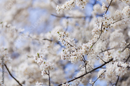 Close up of cherry trees bloom in spring. White cherry blooming. Spring clear sunny blue sky day. Selective focus. Free space.  © Anna Niki