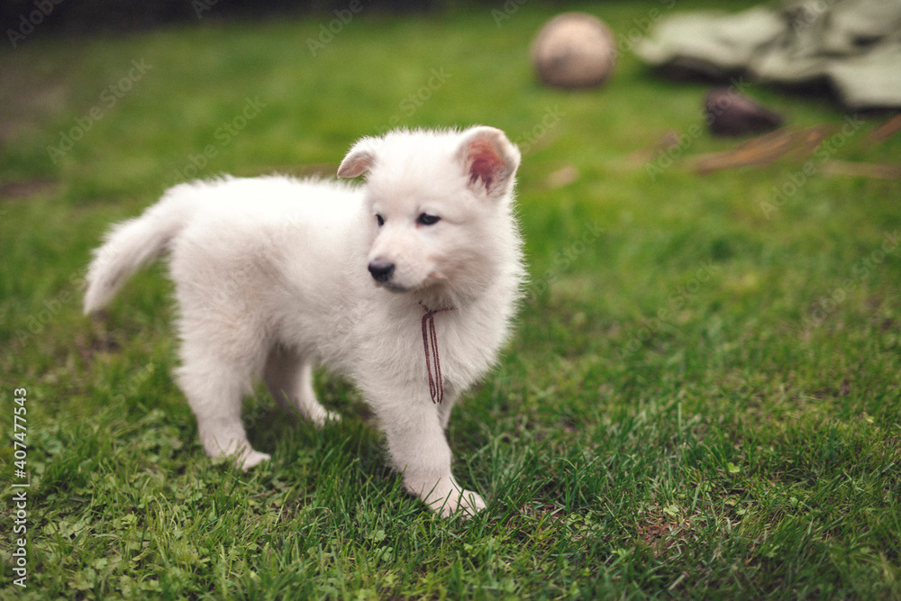 Portrait of a Swiss shepherd in the garden. Young white Puppy exploring the nature. Small dog walking and standing around