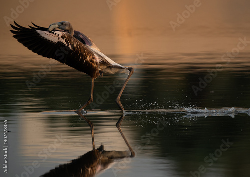Greater Flamingo landing at Tubli bay in the morning with reflection on water, Bahrain