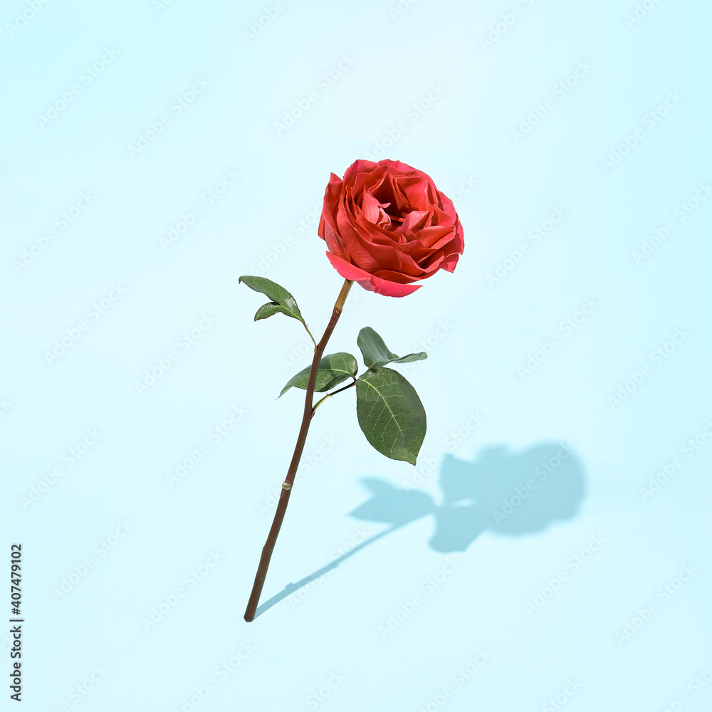 Obraz premium Rose flower on pastel blue background. Minimal floral concept. Creative day light layout