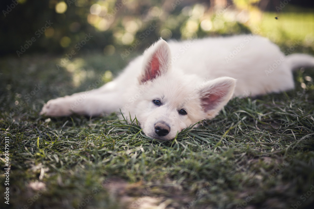 Sleepy small Swiss shepherd dog in the grass. newborn puppy at breeders garden. Tired young dog lying on the ground Sleepy small Swiss shepherd dog in the grass. newborn puppy at breeders garden. Tired young dog lying on the ground