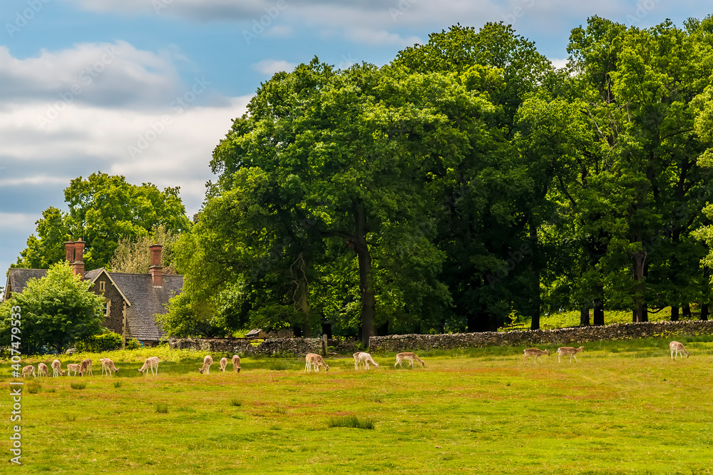 A view from Cropston reservoir towards deer grazing in Bradgate Park in Leicestershire in summertime