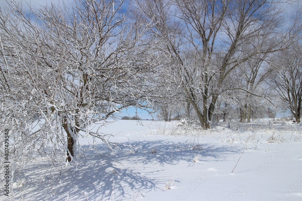 Fototapeta premium snow on branches