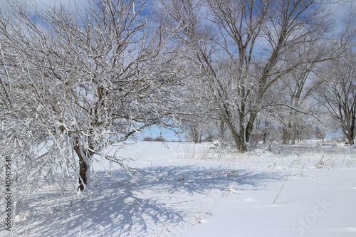 snow on branches