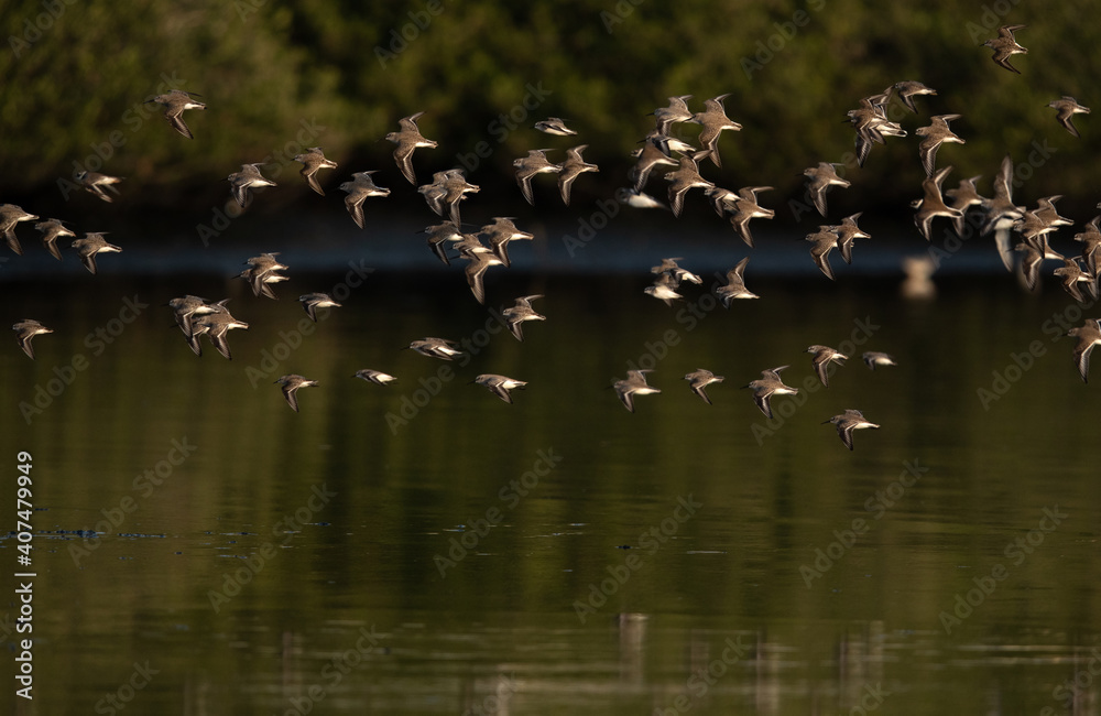 Dunlins and a little stints flying at Tubli bay, Bahrain Dunlins and a little stints flying at Tubli bay, Bahrain