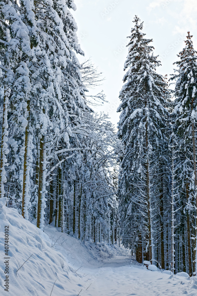 Obraz premium chemin forestier en hiver