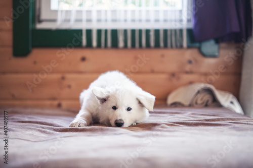 White swiss shepherd puppys lying at home on bed. Potrait of small puppys at breaders home. New born dog  photo