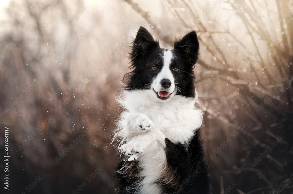 border collie dog magical winter photo beautiful light lovely dog ​​portrait
