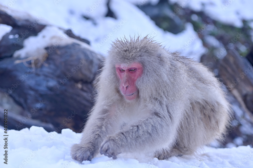 The snow monkeys soak in Japan.Japanese Snow Monkeys The snow monkeys soak in Japan.Japanese Snow Monkeys