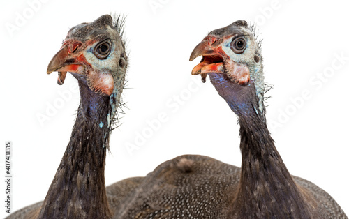 guinea fowl - Numida meleagris f. domestica photo