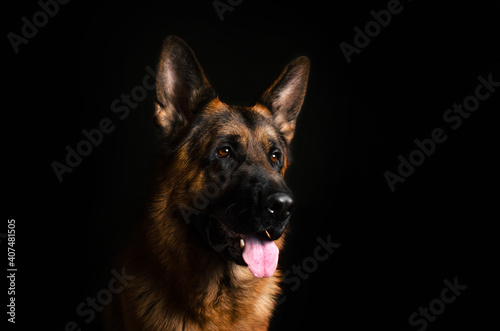 german shepherd dog magical lovely portrait on black background 