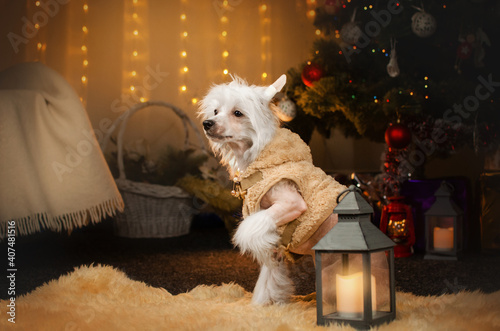 chinese crested dog magical lovely portrait on new year background

