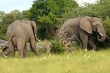 The African bush elephant (Loxodonta africana), two large males in the Okavango Delta.
