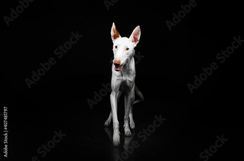 podenco ibicenco dog magical lovely portrait on black background
 photo