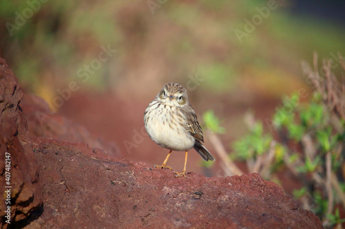 Frontal view of Berthelot's pipit (Anthus berthelotii) on red rocks (El Medano, Tenerife, Spain) photo
