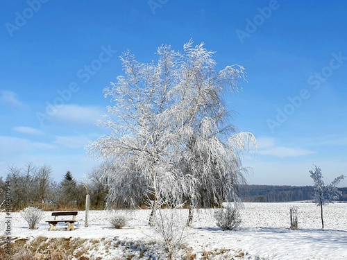 trees in winter