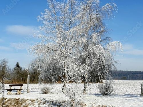 tree in the snow