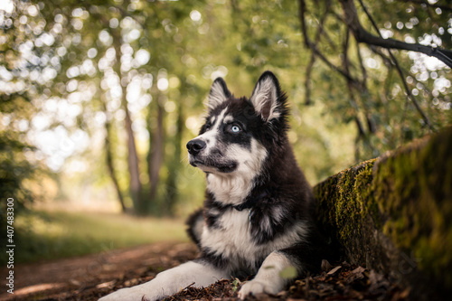 Laika puppy standing on a tree. Young husky on a adventure