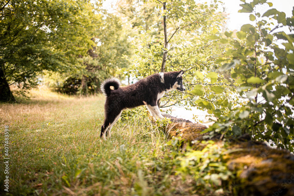Young Laika standing and looking in the nature. Puppy on a adventure. Dog eyploring the world Young Laika standing and looking in the nature. Puppy on a adventure. Dog eyploring the world