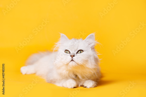 Funny large longhair white cute kitten with beautiful big eyes. Lovely fluffy cat on bright trendy orange background.