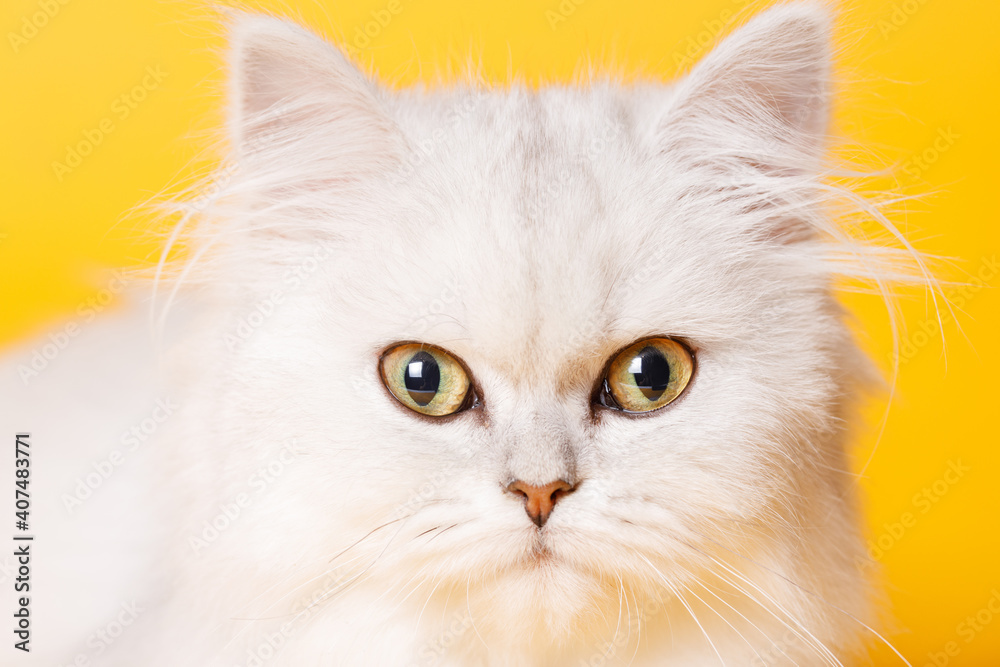 Funny large longhair white cute kitten with beautiful big eyes. Lovely fluffy cat on bright trendy orange background.