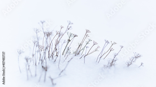 dry grass, wild flowers in a field in the snow