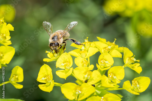 Bee With Steppes Spurge - Euphorbia Seguieriana photo