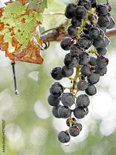 Ripe Blue Grapes With Dewdrops Hanging On A Vine, Wine Region Rheinhessen, Origin Of Rhinehesse Wine, Rhineland Palatinate photo