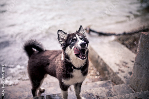 Portrait of an young laika in front of a lake sitting on stairs. Puppy having fun with water and waves. Dog explore outdoor the world