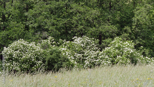 Spring Landscape With Blooming Elderflower Hedge At The Edge Of The Forest, Sambucus Nigra