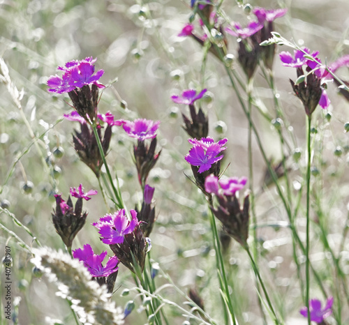 Carthusian Carnations  Dianthus Carthusianorum  In A Flower Meadow