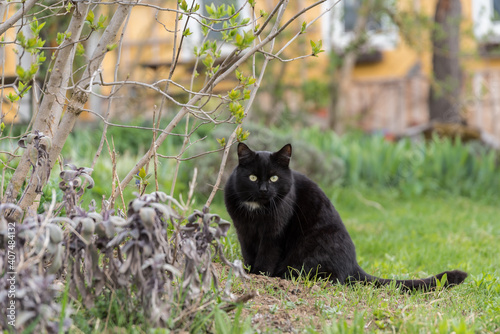 Black Cat Attentively Observes Sitting In The Green Grass - Outdoor Cat