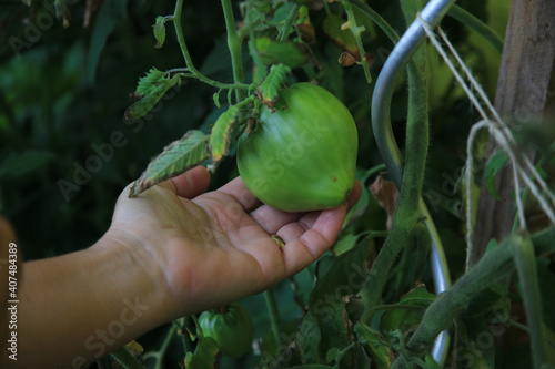 Hand With Green Tomato On Bush