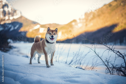 Portrait of an Shiba inu in the snow. Dog standing on the snowy ground . Happy dog in winter