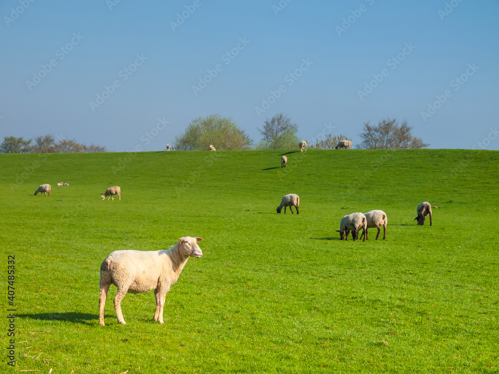 Sheeps on a dike of the Elbe River in Haseldorfer Marsch, Schleswig Holstein, Germany, Europe