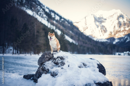 Portrait of an Shiba inu in the snow. Dog standing on a rock in front of a frozen lake landscape in winter. 