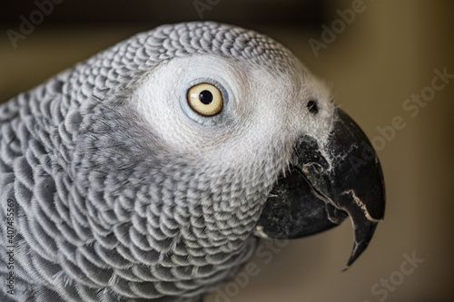 Close up side profile of African Grey Parrot