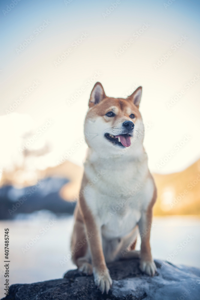 Potrait of a red Shiba inu in the snow. Happy dog in winter. Dog sitting in front of a tree