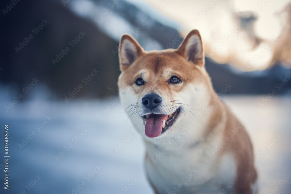 Potrait of a red Shiba inu in the snow. Happy dog in winter. Dog sitting in front of a tree
