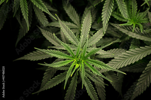 cannabis bush with dense green foliage close up top view