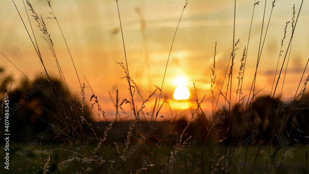 Sunset with high grasses in the foreground