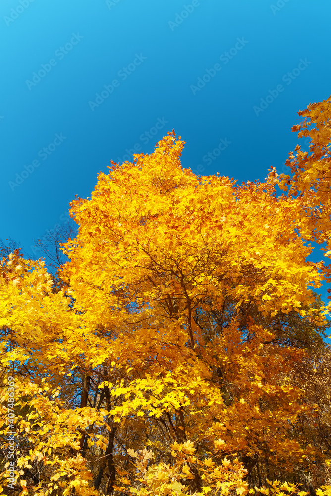 Golden autumn. Bright yellow maple leaves against a clear blue sky. Partial blur. Golden autumn. Bright yellow maple leaves against a clear blue sky. Partial blur.