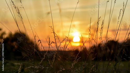 Sunset with high grasses in the foreground