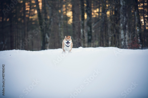 Portrait of an Shiba inu in the snow. Dog running in the Snow. Small red shiba inu have fun in the winter © lichtflut_photo